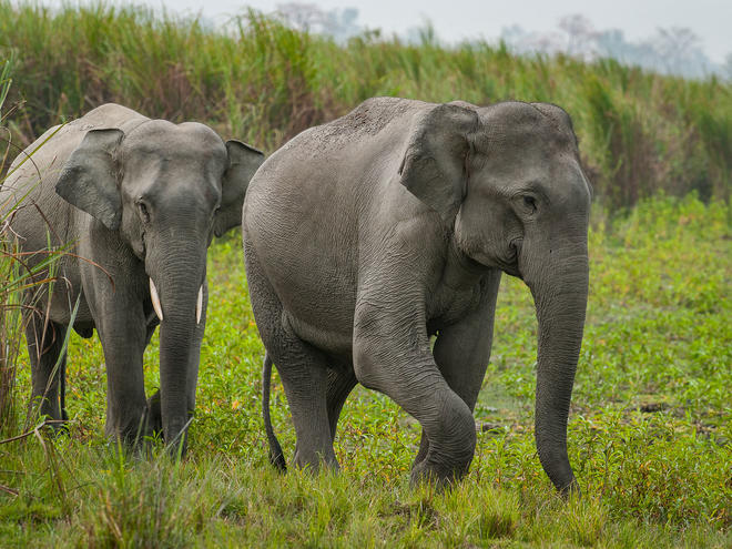 An elephant on the grass