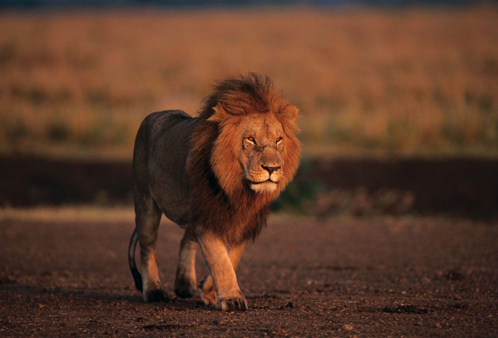 Lion prowling land